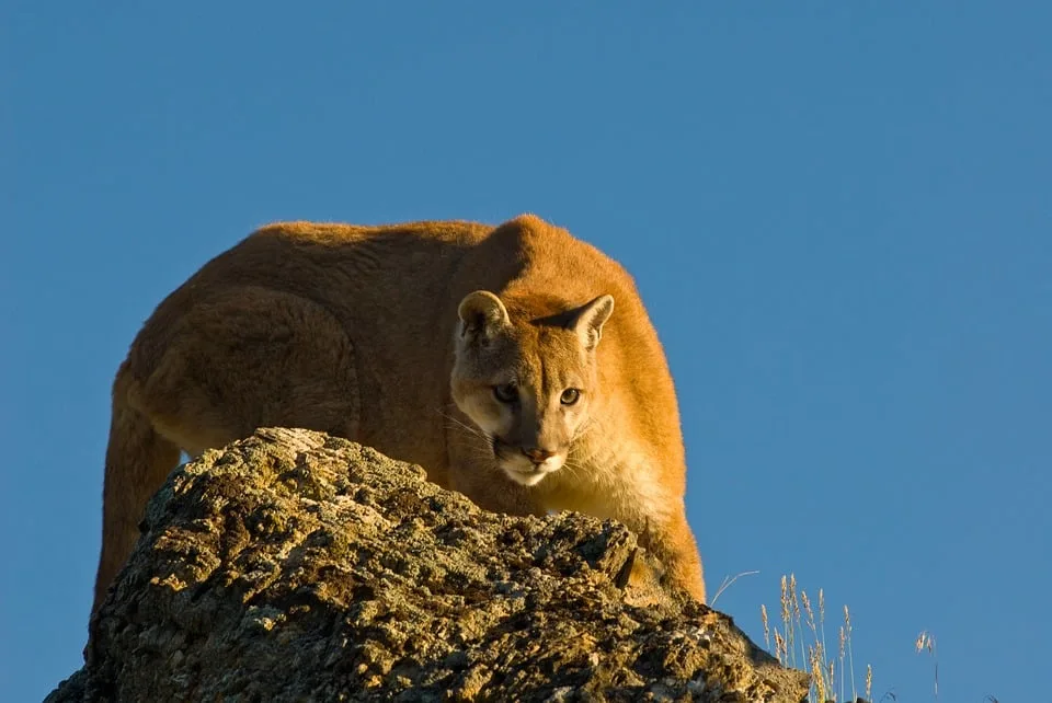 Cougar: wildlife during lockdown