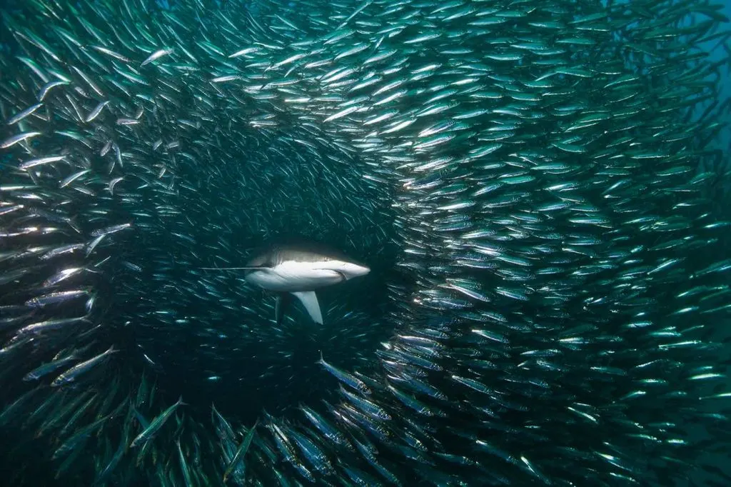 tiburón en la carrera de la sardina