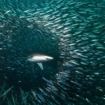 Espectaculares experiencias de buceo: La Carrera de la Sardina