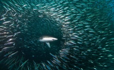 tiburón en la carrera de la sardina