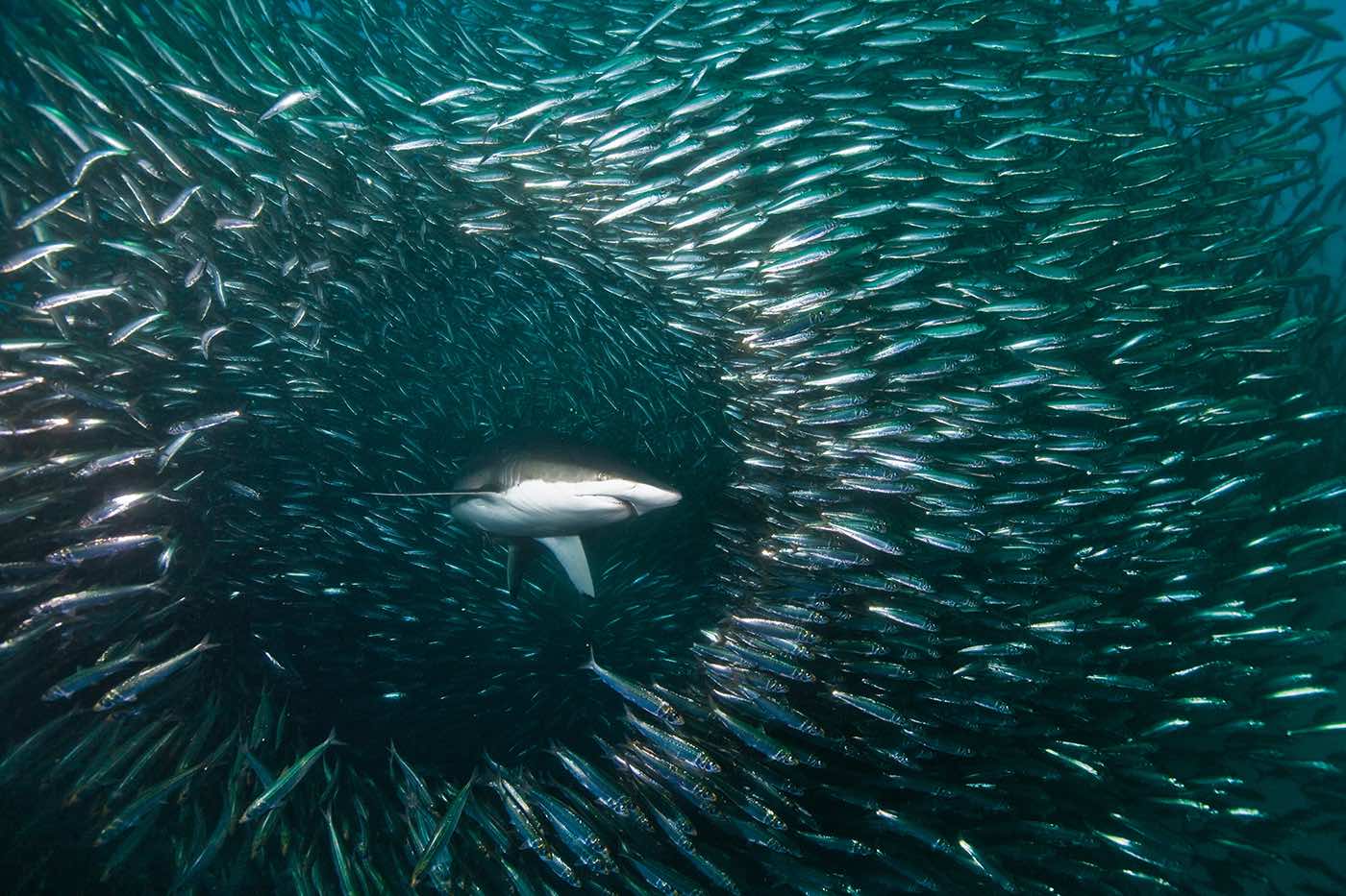 shark in sardine run