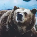 Los osos pardos en la naturaleza