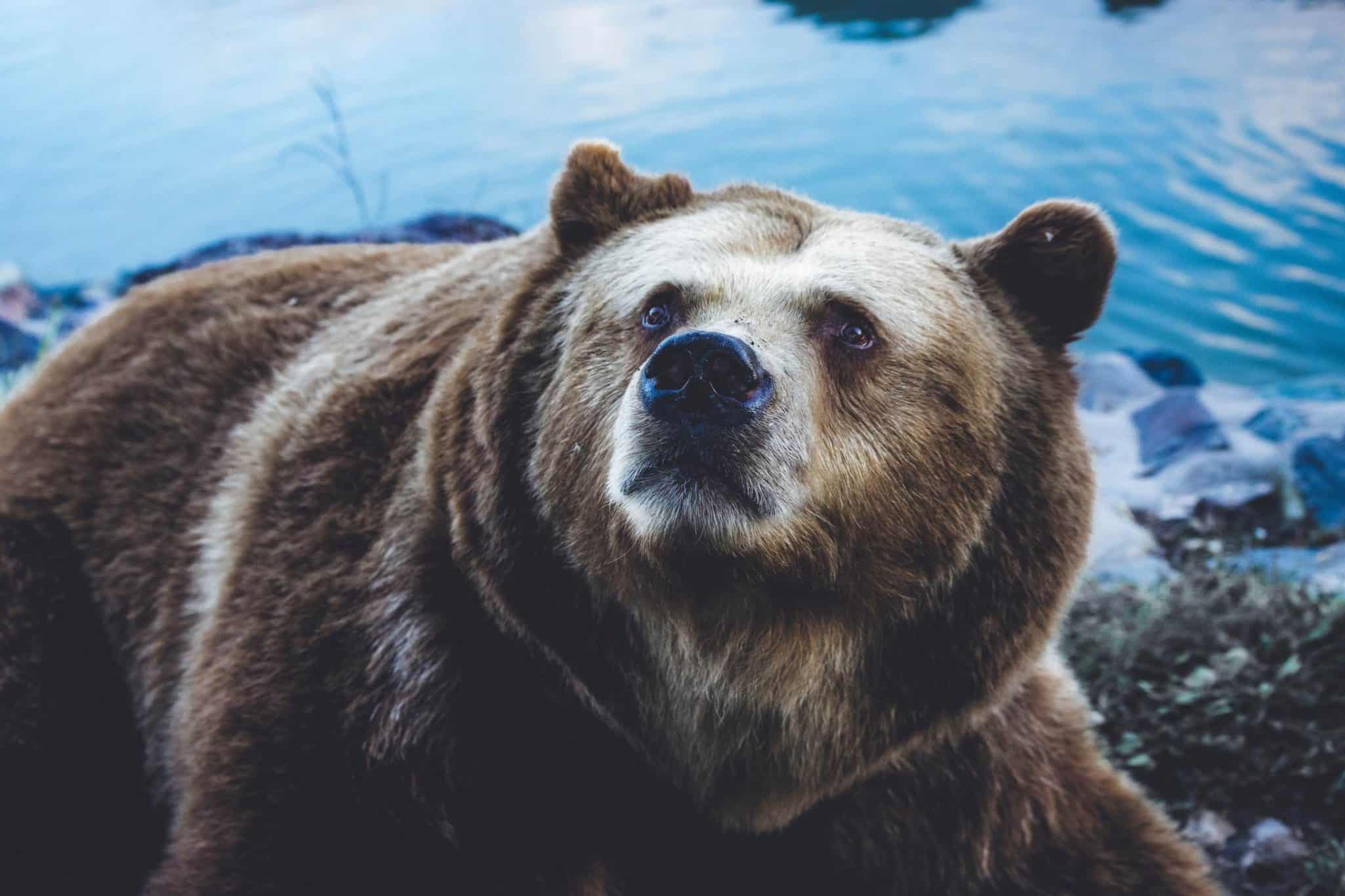 Best Places to See Brown Bears