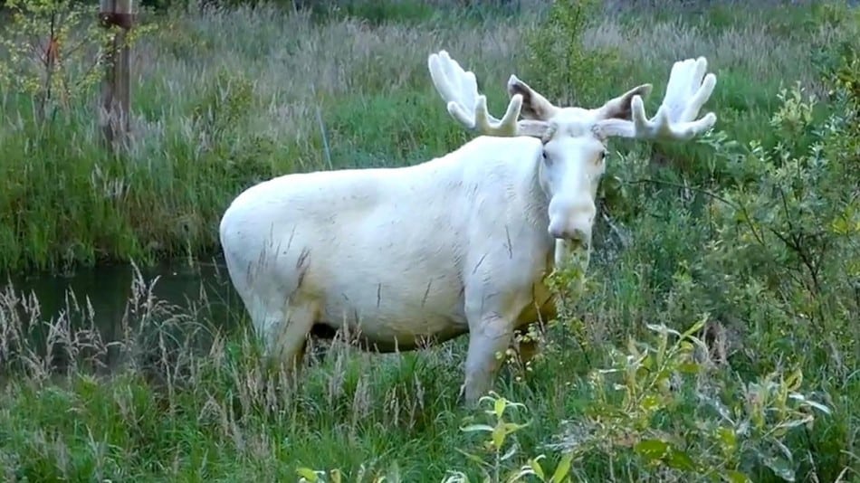 white moose