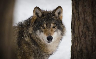 wolf-in winter sweden
