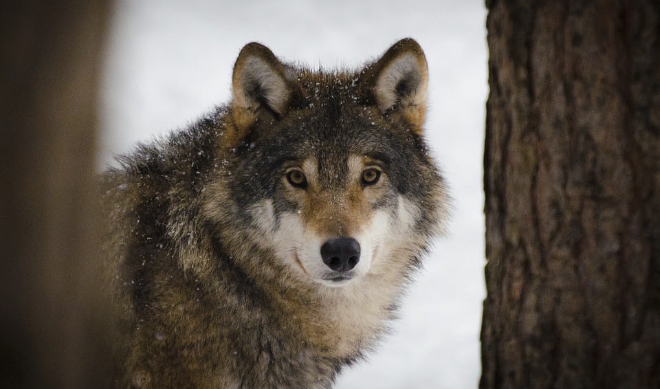 wolf-in winter sweden