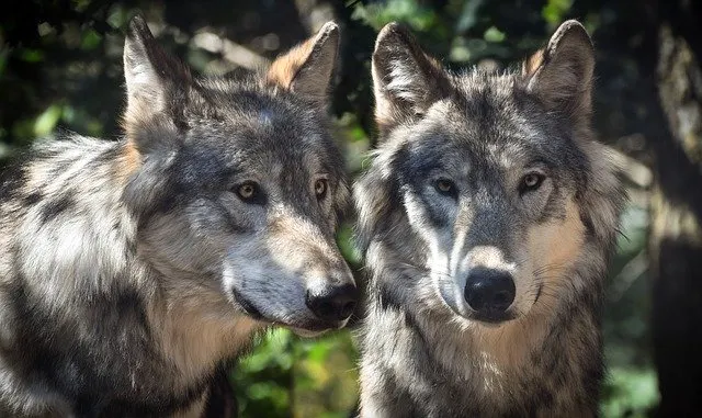 la vida silvestre en el lobo gris de grecia