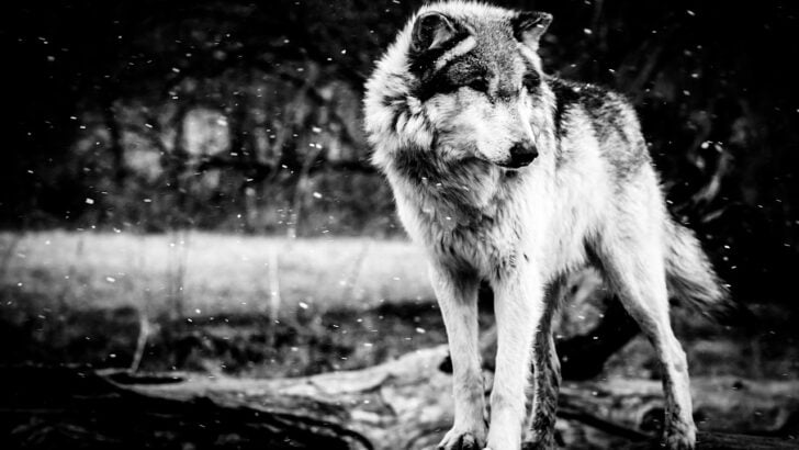 The Largest Wolf Ever Recorded (175 Pounds)