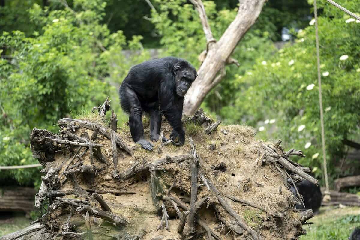 Chimpanzee 