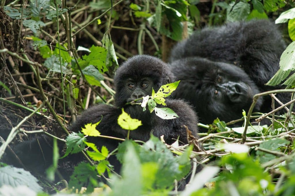 Gorilla-Trekking im Virunga-Nationalpark
