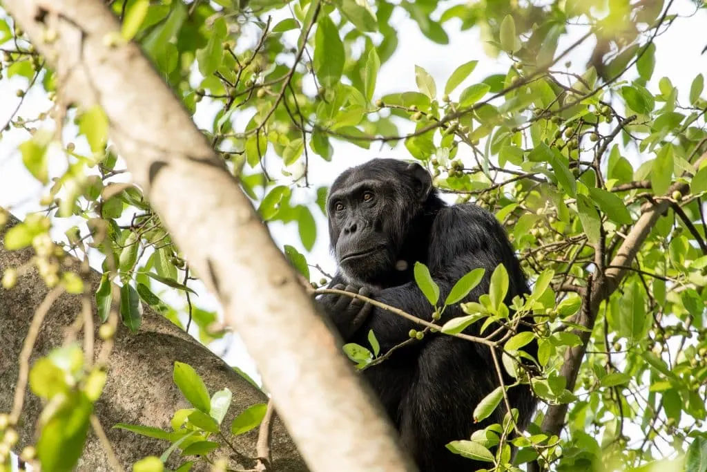 Chimpanzee in virunga national park