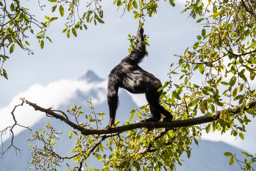 Schimpanse mit Blick auf den Virunga-Nationalpark besucht Afrika