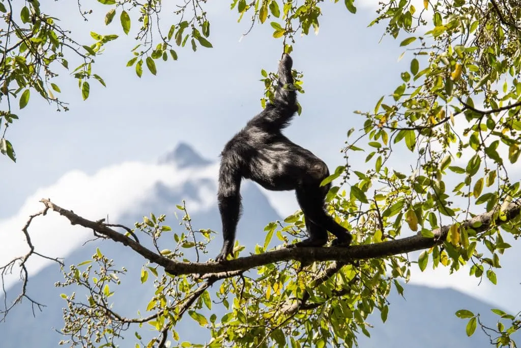 Schimpanse mit Blick auf den Virunga-Nationalpark © Nicholas Philipson | Woza Rafiki