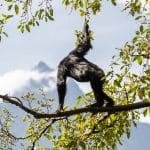 Varado en el Parque Nacional de Virunga: una experiencia COVID-19 como ninguna otra