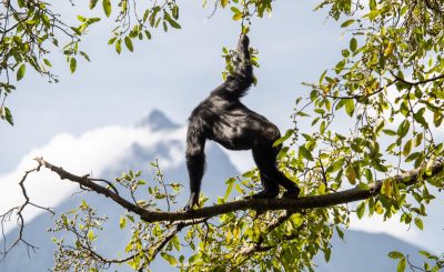 Schimpanse blickt über den Virunga-Nationalpark