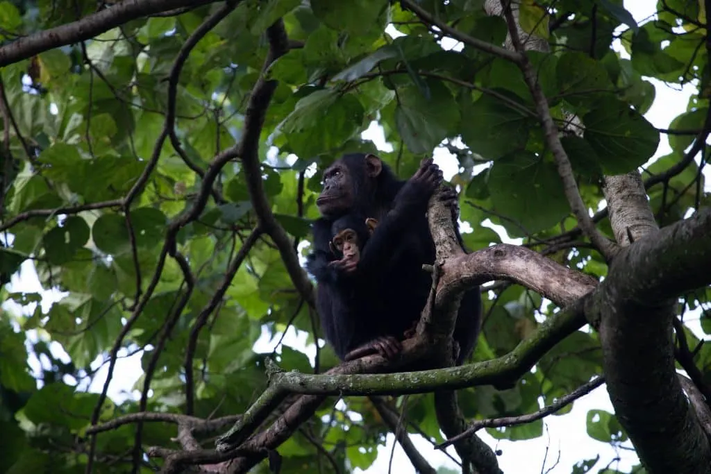 Mutter und Schimpansenbaby © Nicholas Philipson | Woza Rafiki