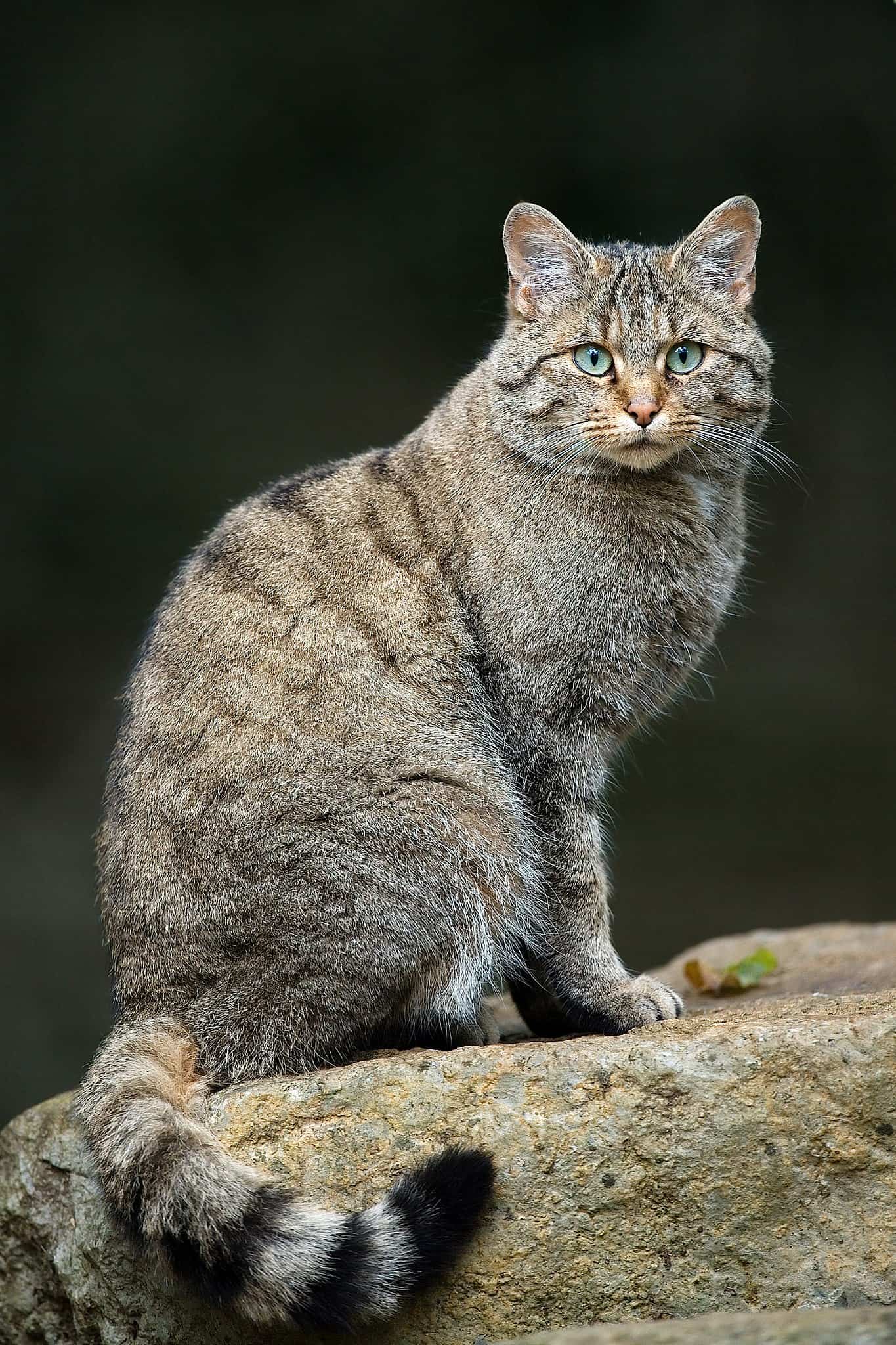 European wild cats 