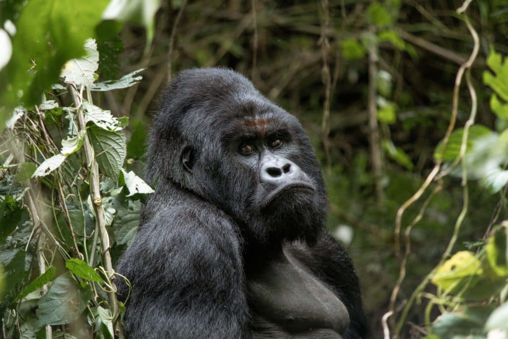Gorilla im Virunga-Nationalpark