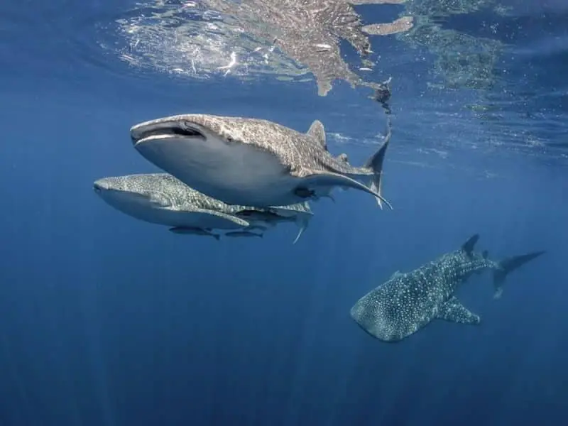 Swim with whale sharks in Gladden Spit, Belize