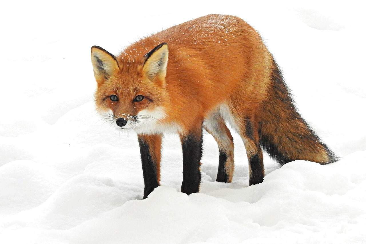Red fox in ice 