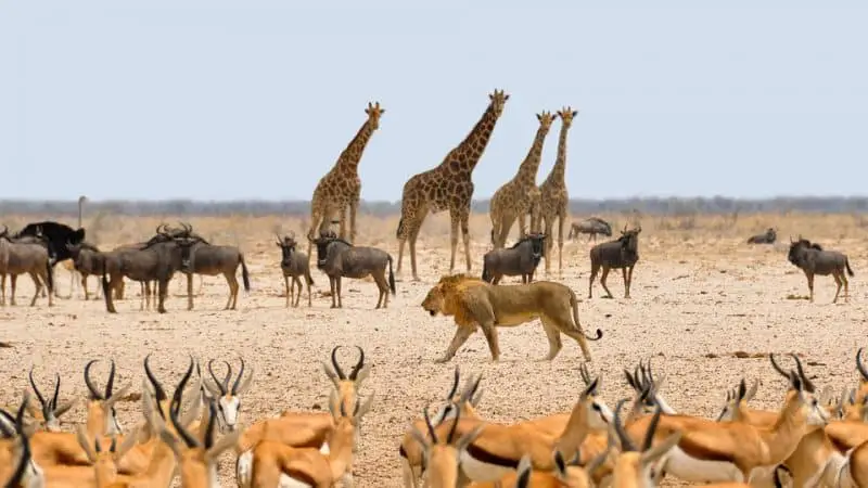 Besuchen Sie die afrikanische Tierwelt