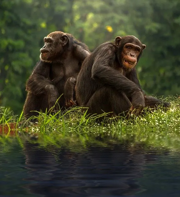 two chimps