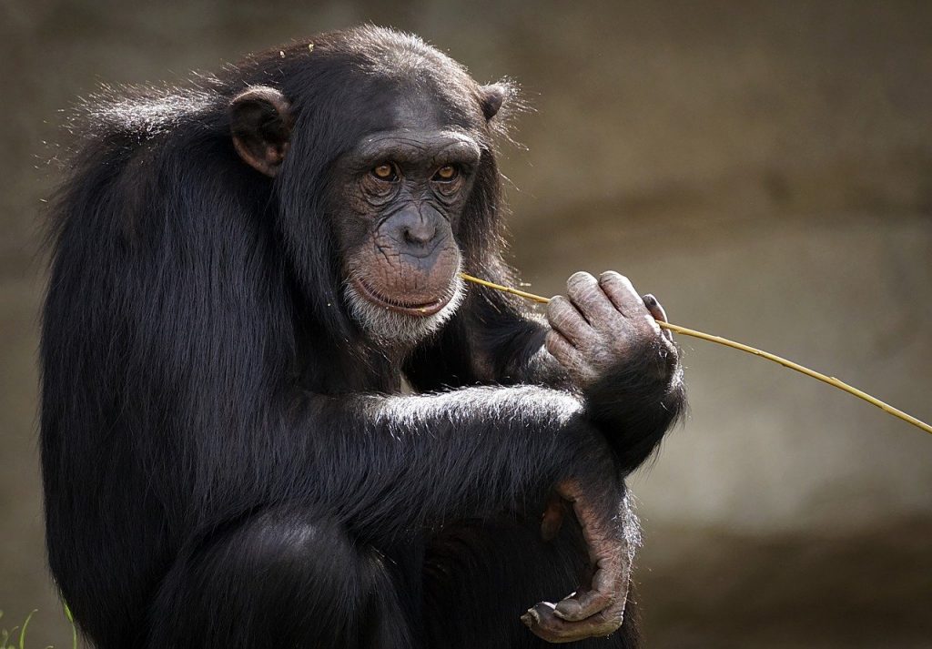 los chimpancés