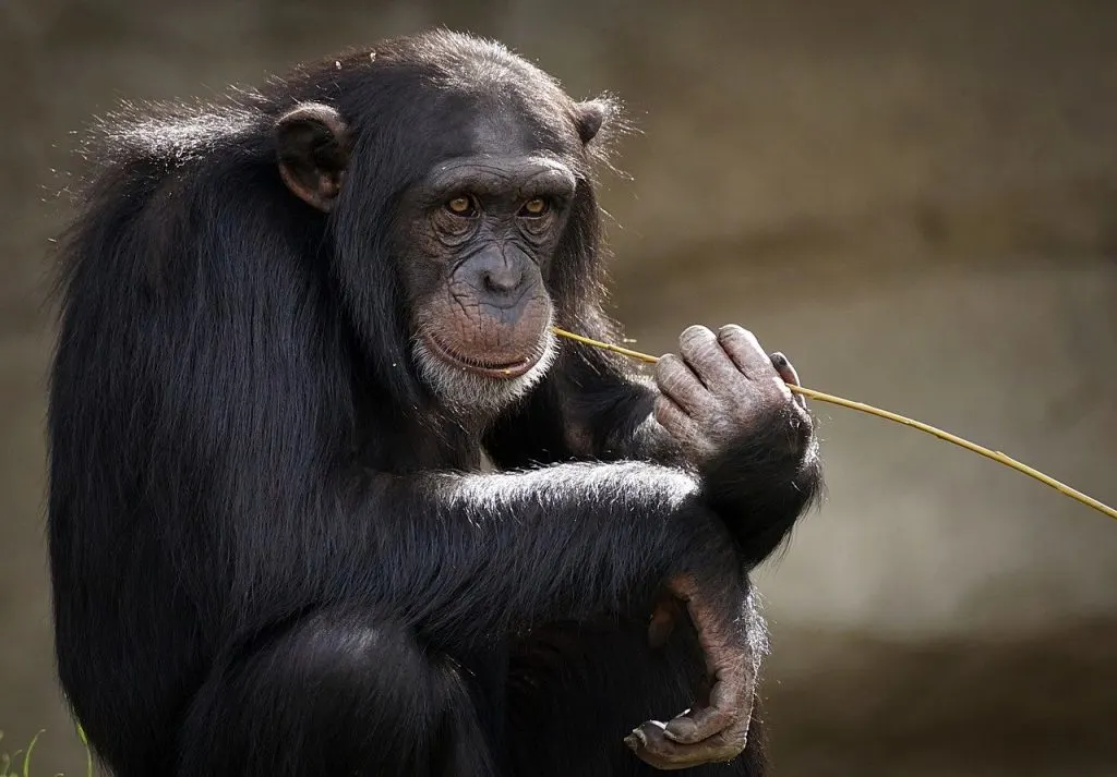 los chimpancés