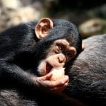 Wo man Schimpansen sehen kann