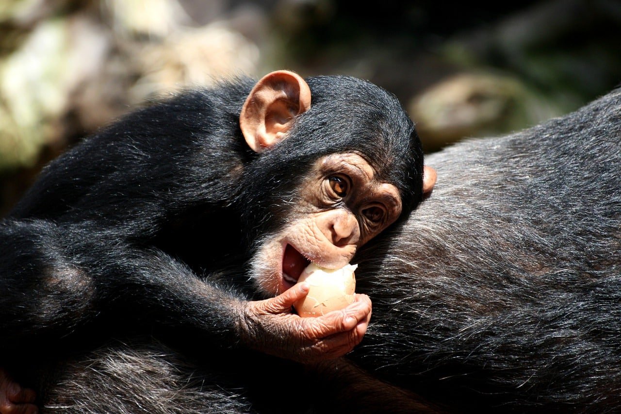 chimpanzee baby 2