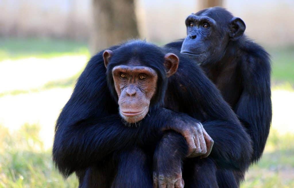 chimpanzee brothers