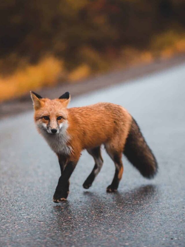 red fox german