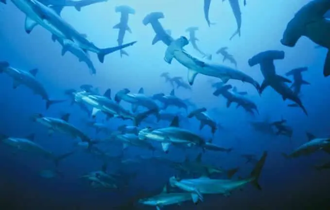 vida silvestre en asia: buceo con tiburones martillo 
