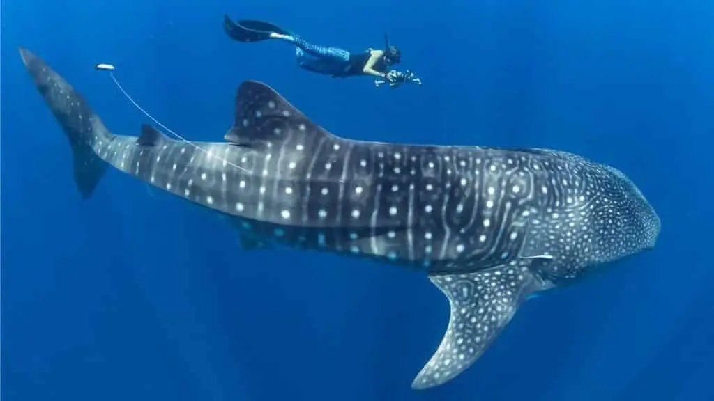 dive with whale sharks