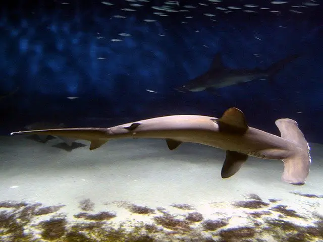 diving with hammerhead shark