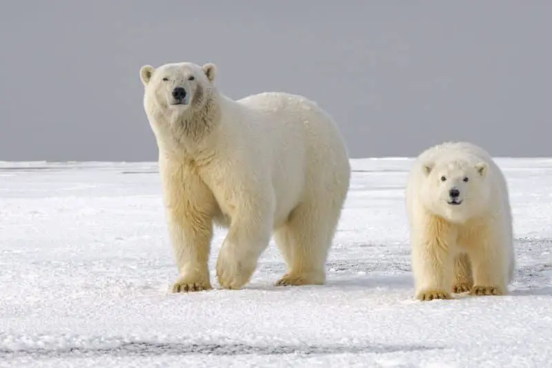 Polar bears animals in the North Pole
