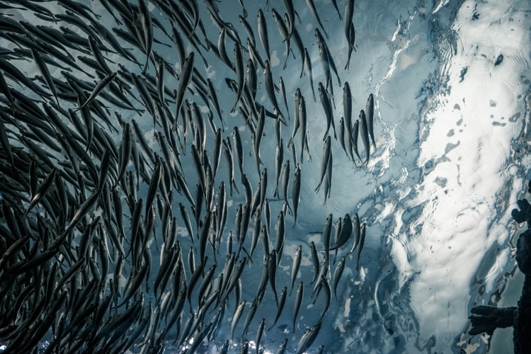 besuch afrikas meeresleben / sardinenlauf