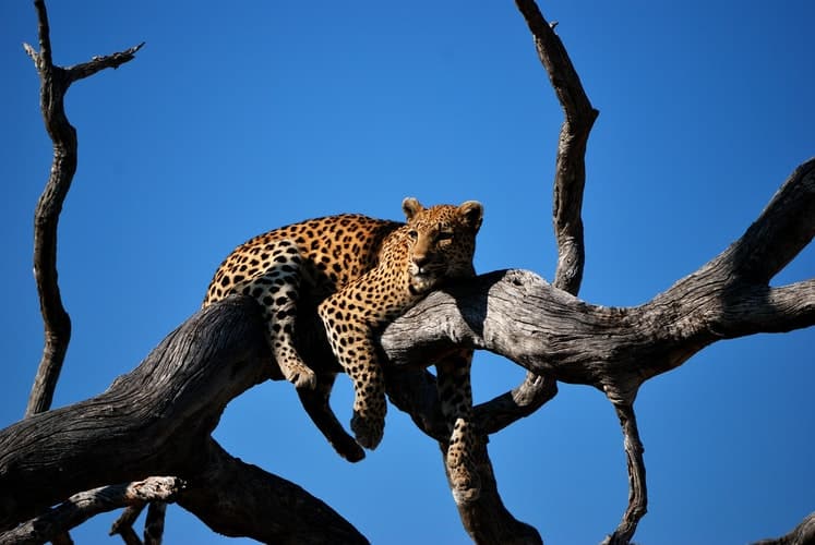 leopard top 10 animals in the rainforest