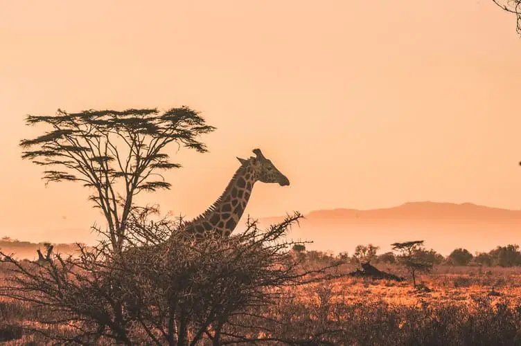 Visit Africa: a giraffe in africa