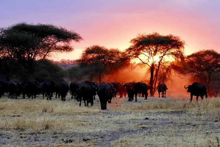 visit africa for wildebeest migration