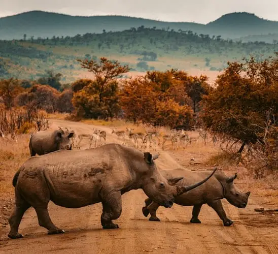 ver los rinocerontes cuando se visita a África