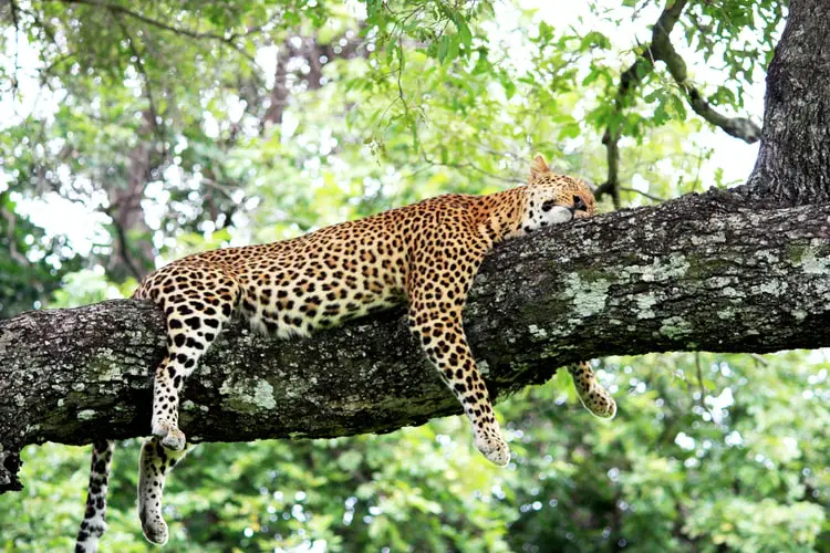 verlieben Sie sich in Großkatzen, wenn Sie Afrika besuchen: Leopard