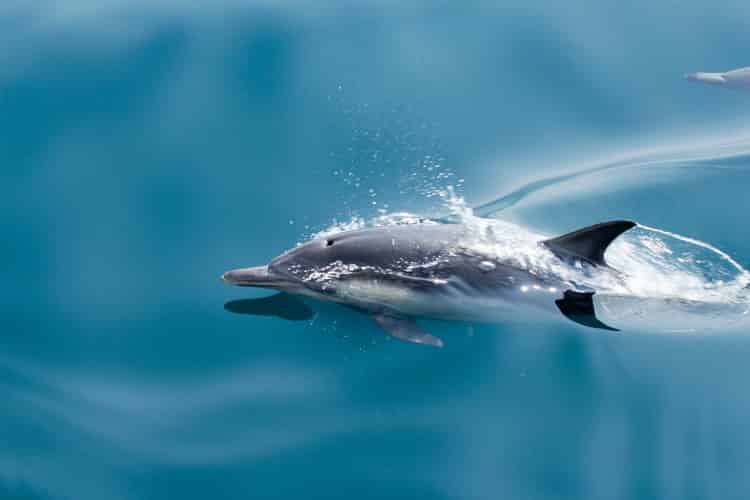 dolphin in the azores