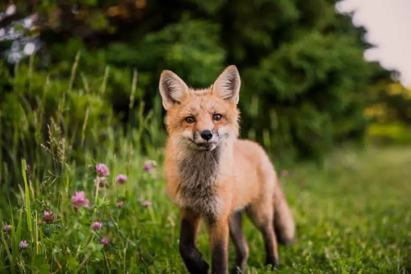 red fox in germany
