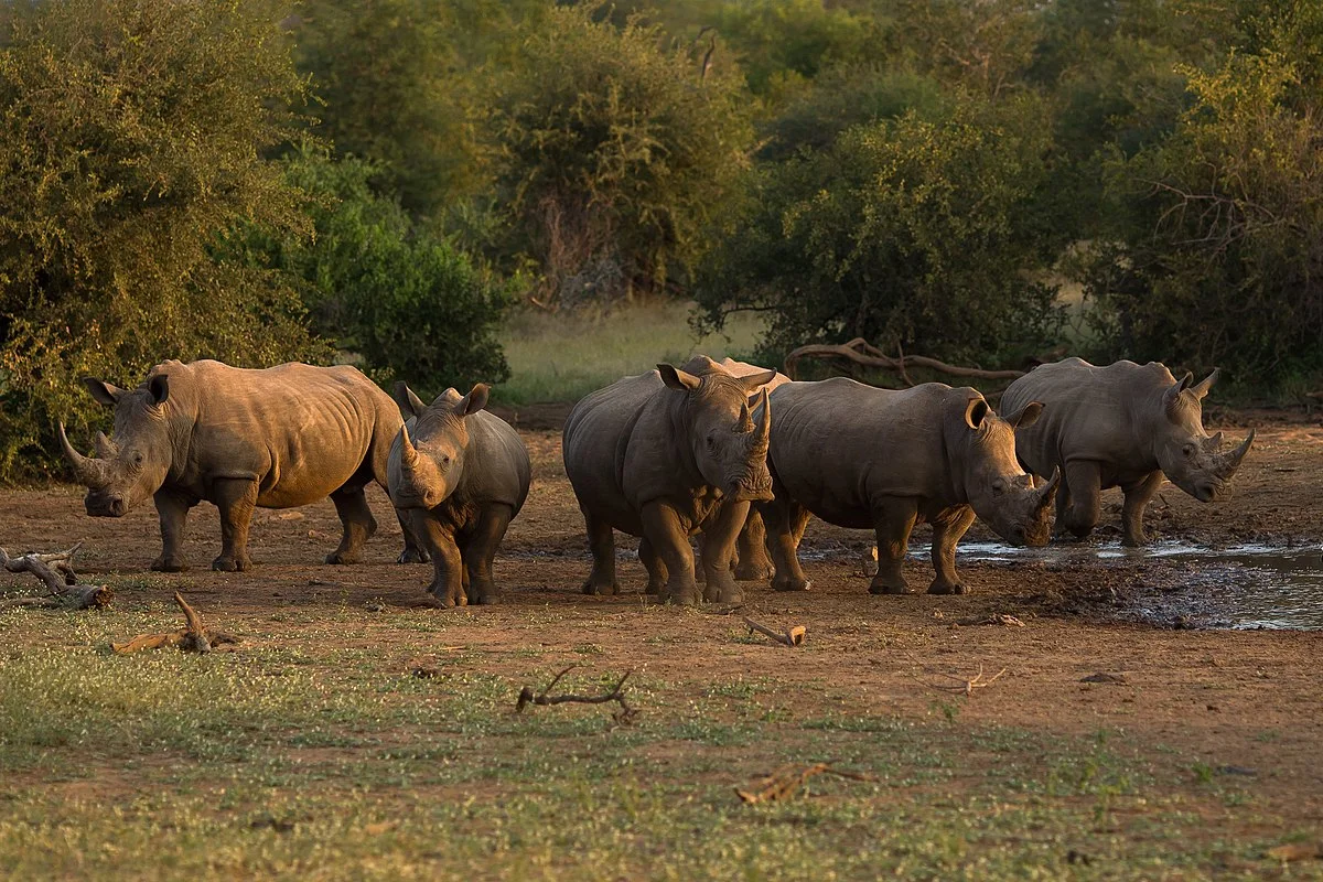 kruger national park