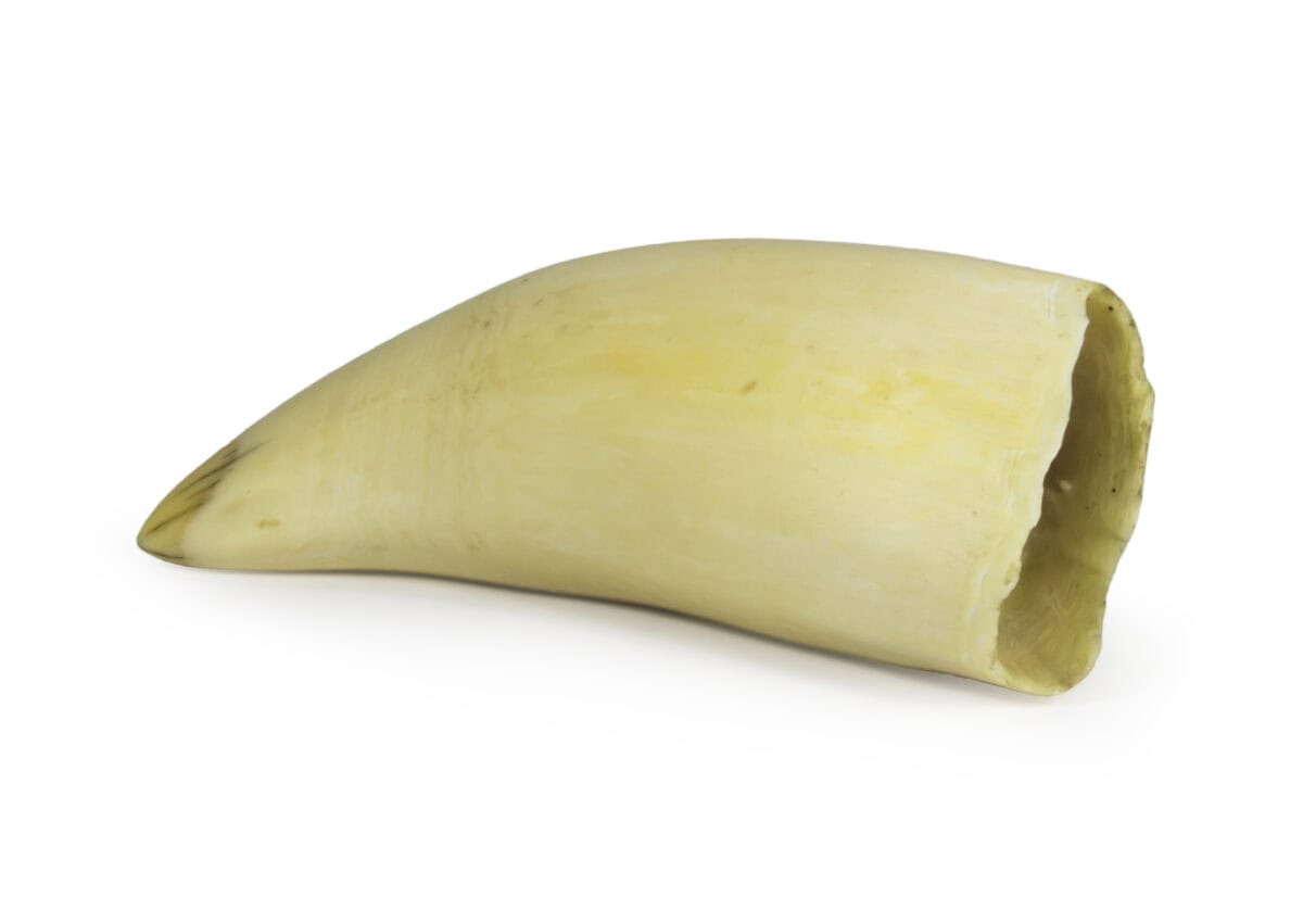whale tooth