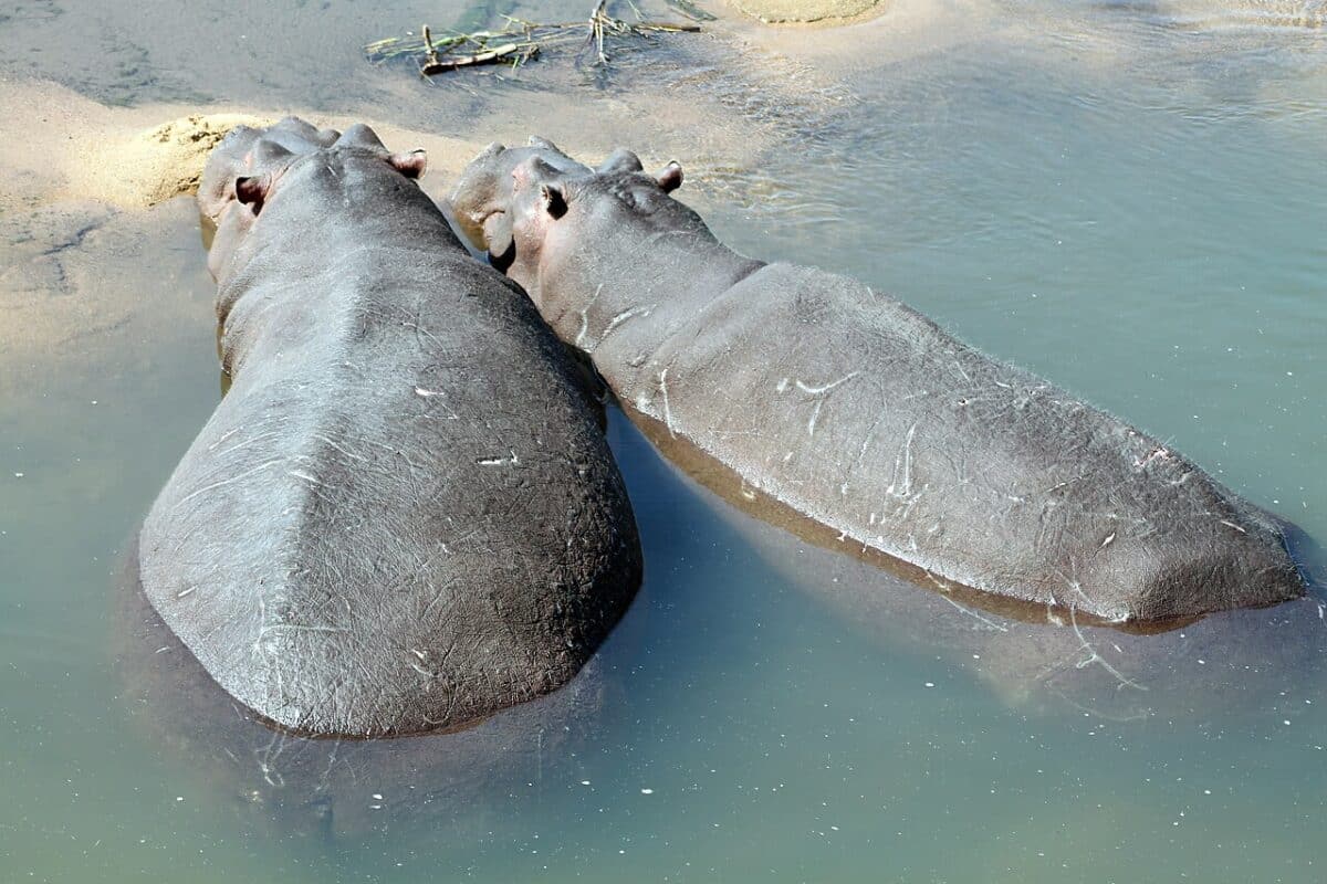hippo kruger np