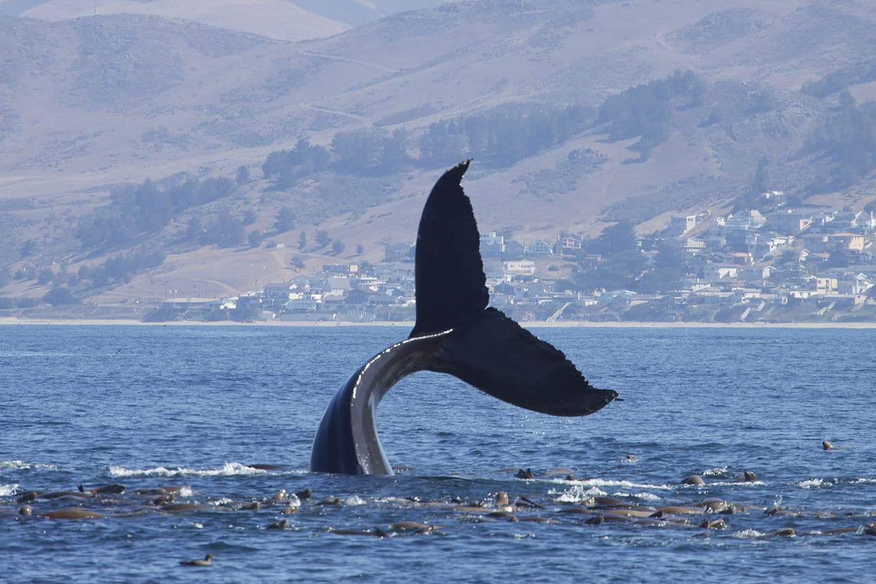 whale