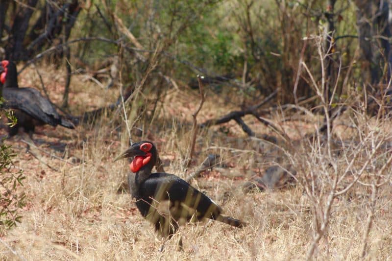 El Hornbill de tierra en el Kruger