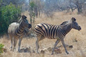 Zebras im Krüger